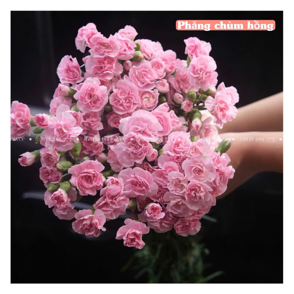 cam chuong chum hong