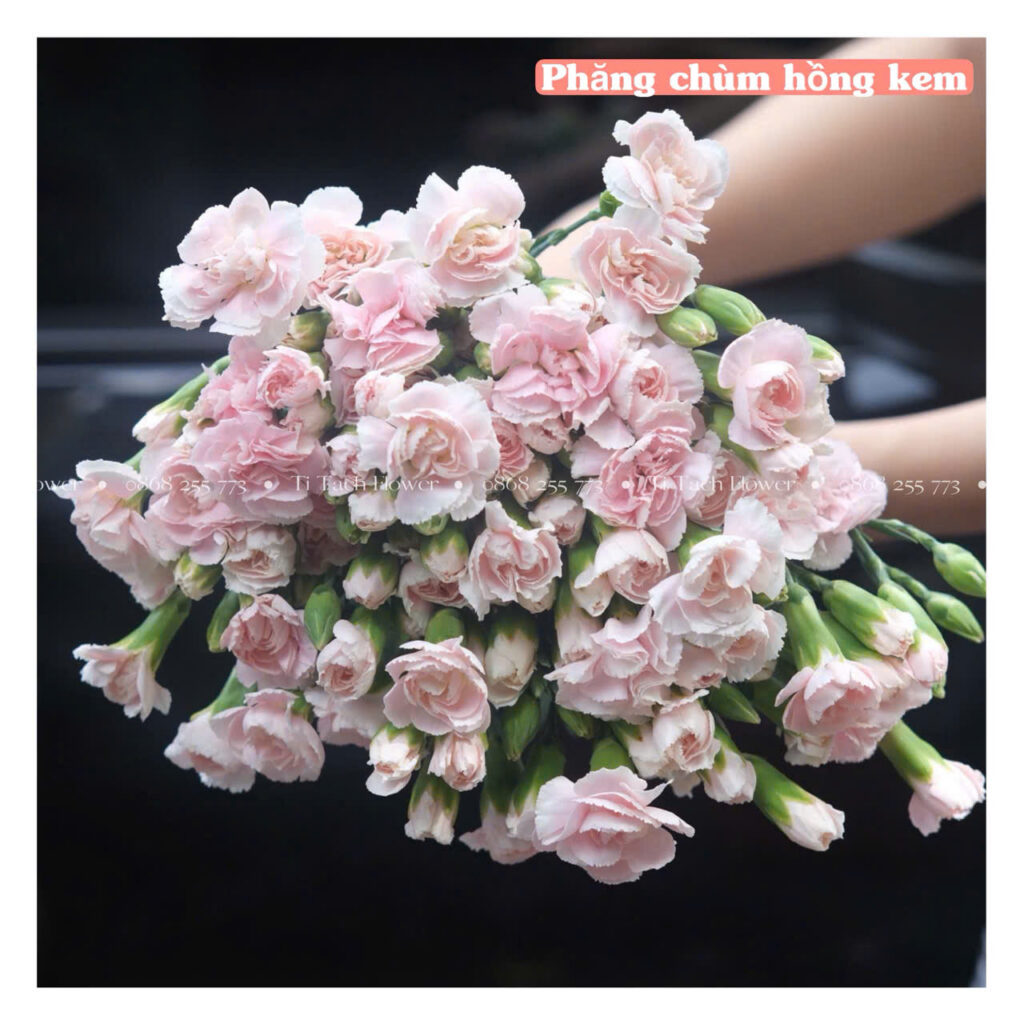 cam chuong chum kem dau