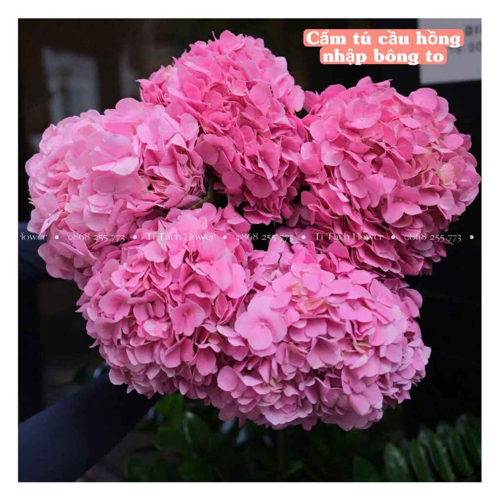 cam tu cau ngoai mau hong