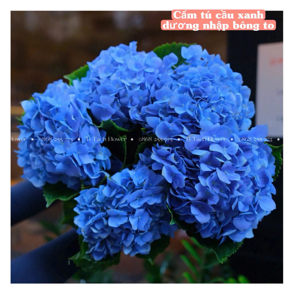 cam tu cau ngoai mau xanh