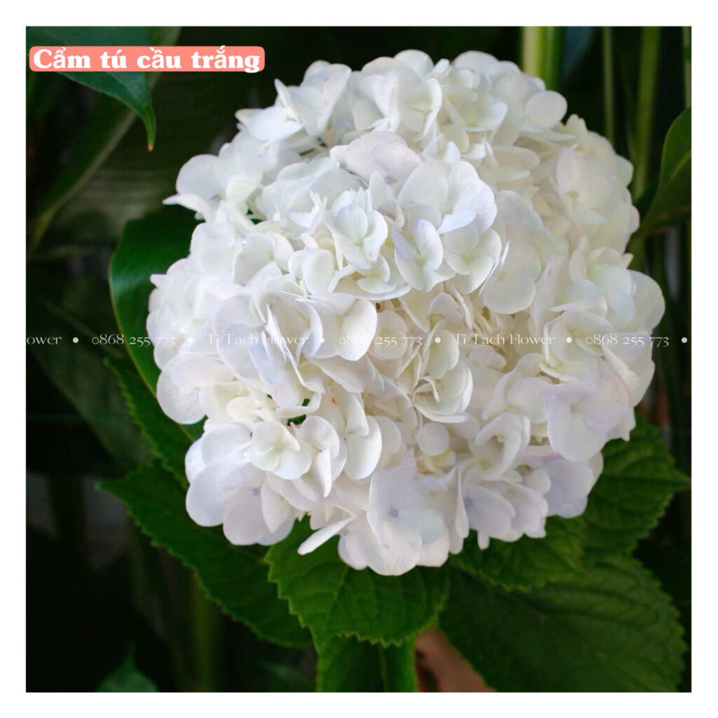 cam tu cau ngoai mau trang