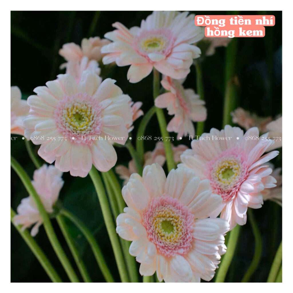 dong tien nhi hong kem