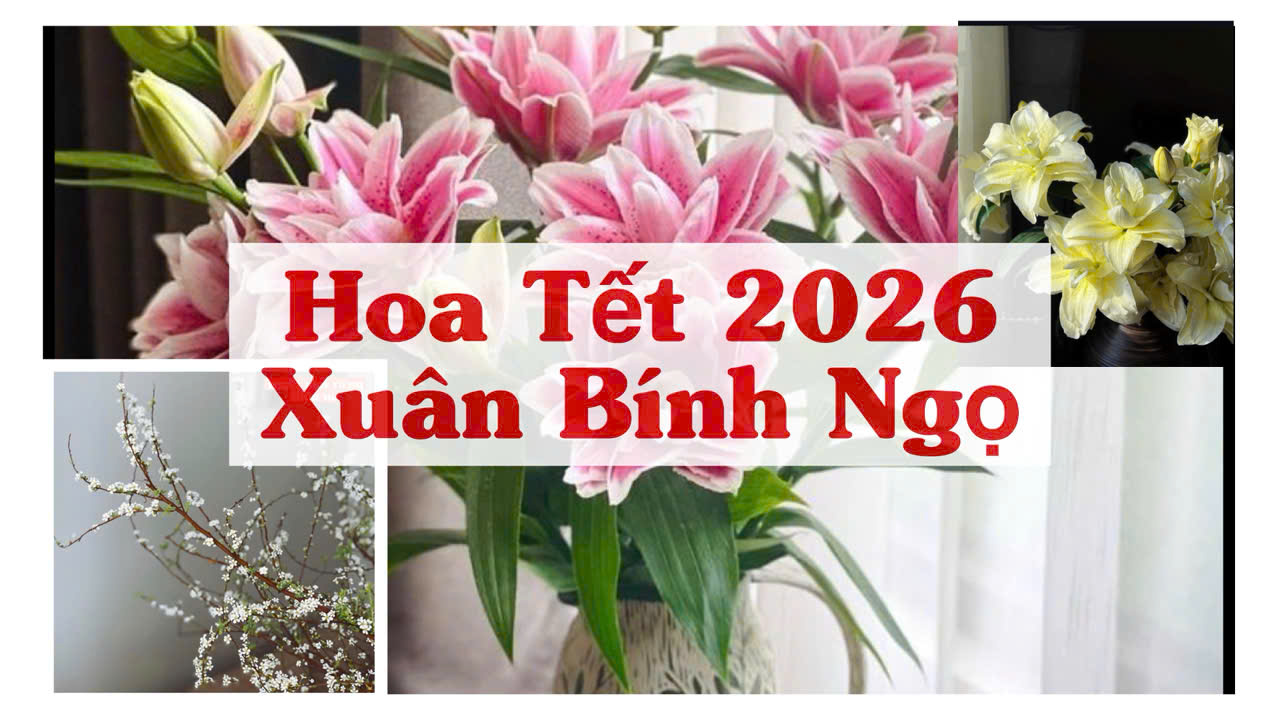 hoa tet binh ngo 2026