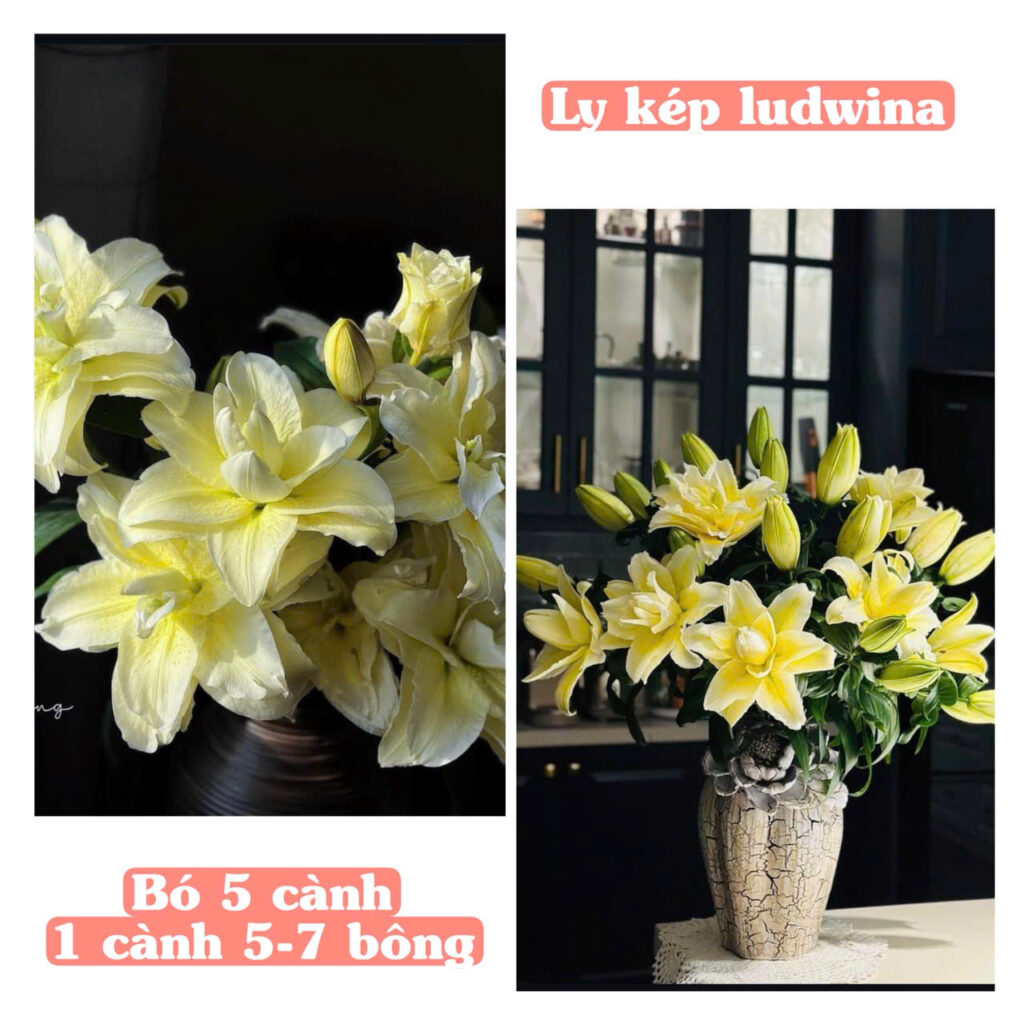 ly kep vang mo ludwina