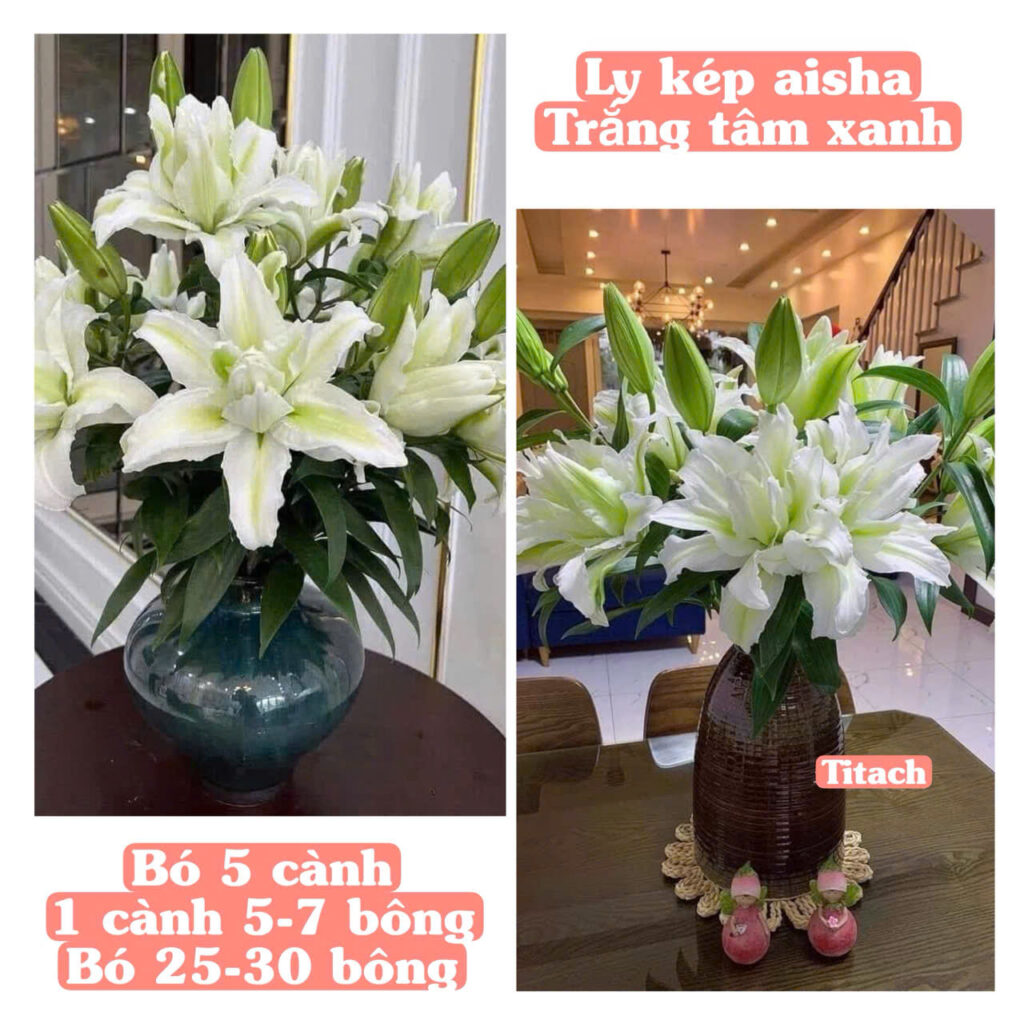 ly kep trang tam xanh aisha