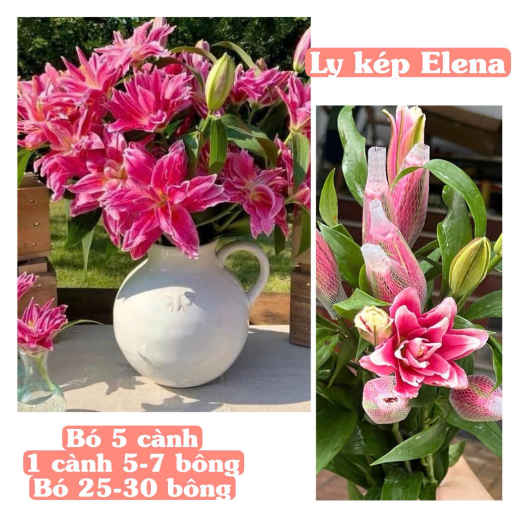 ly kep elena