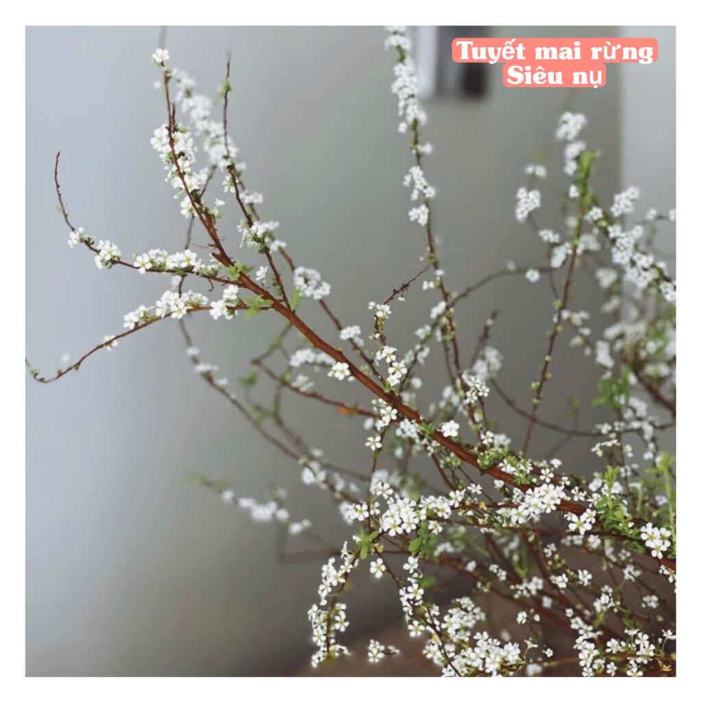 tuyet mai rung cong ty