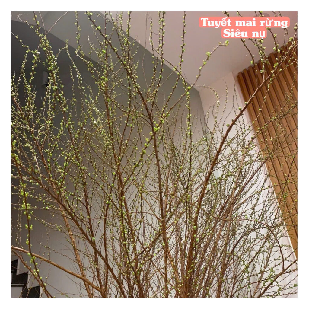 tuyet mai rung hang cong ty